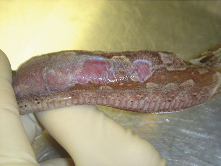 vesicular dermatitis in a snake from too wet an enclosure