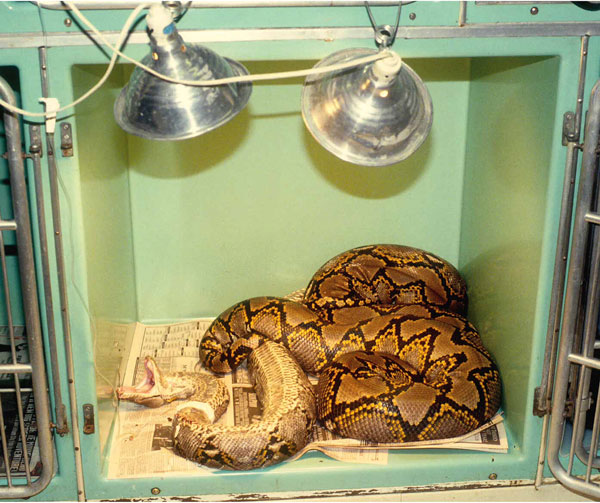 reticulated python with inclusion body disease
