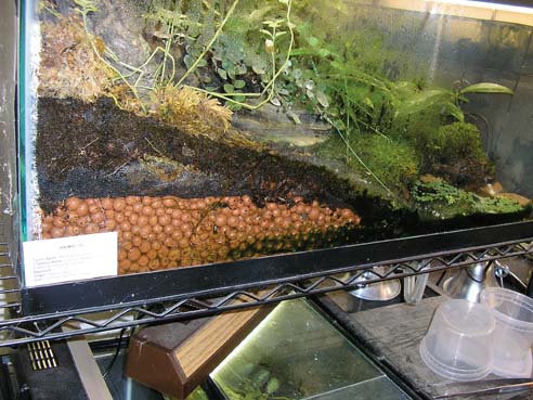 dart frog terrarium drainage