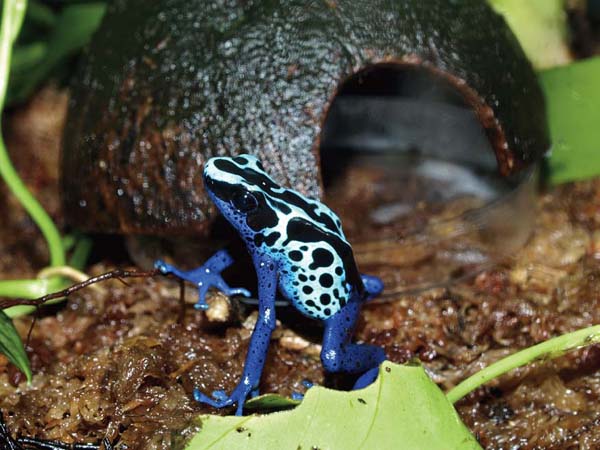 igen Shuraba Kontrovers How To Build A Poison Frog Terrarium - Reptiles Magazine