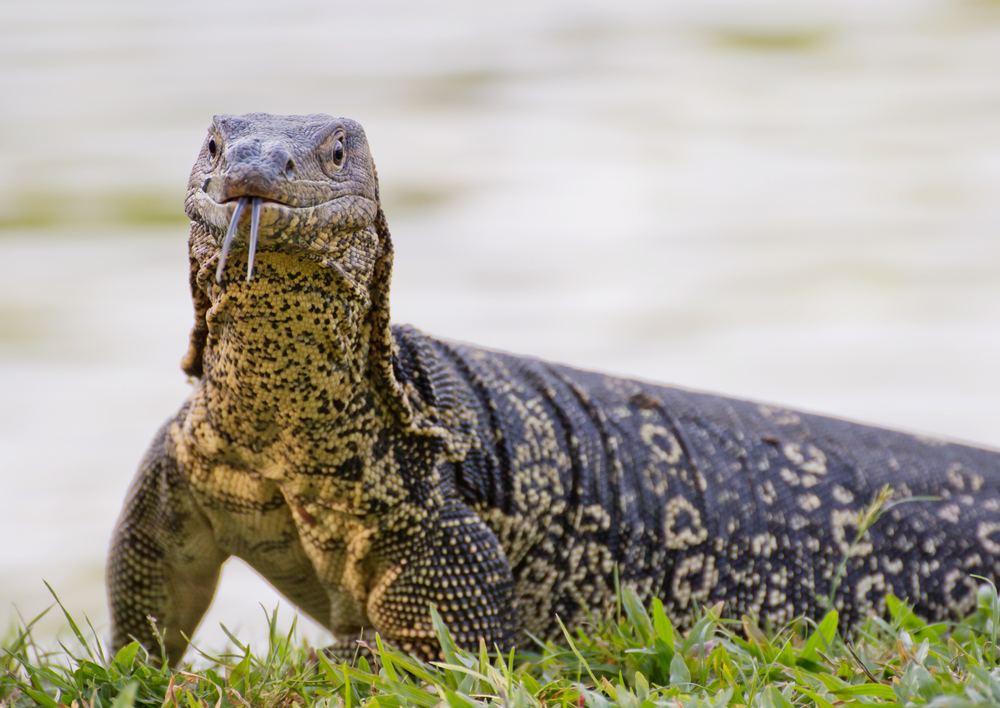 Asian water monitor