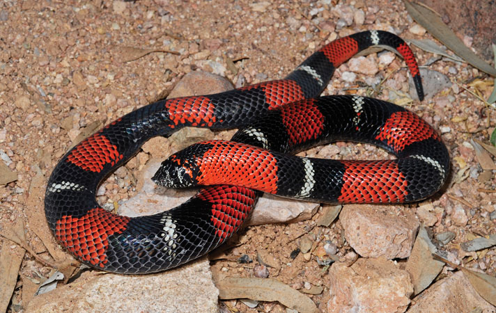 Tricolor hognose snake