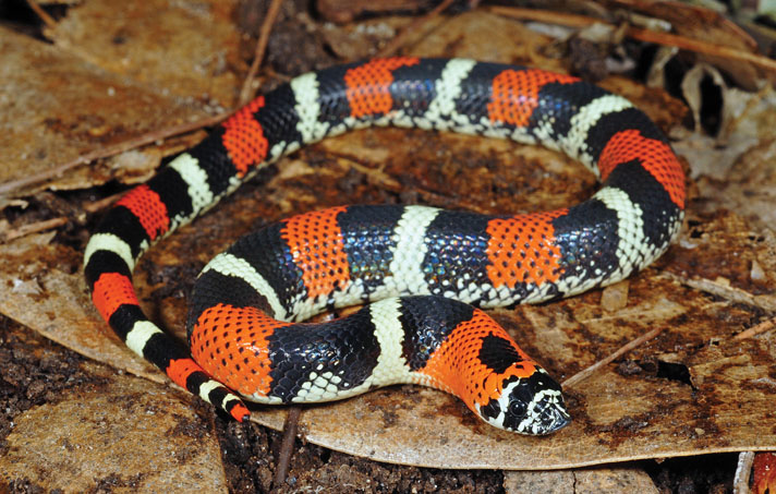 Tricolor hognose snake