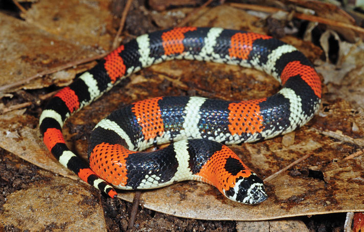 Is The Tricolor Hognose Snake The Next Big Thing? - Reptiles Magazine