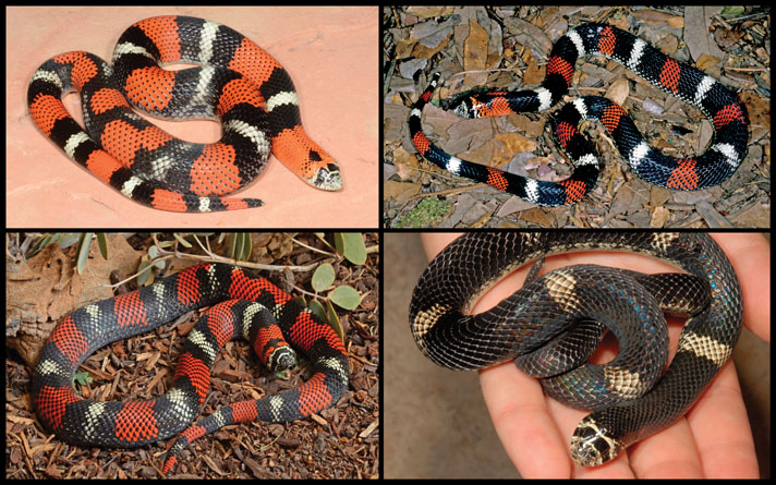 Tricolor Hognose Snake Care Sheet