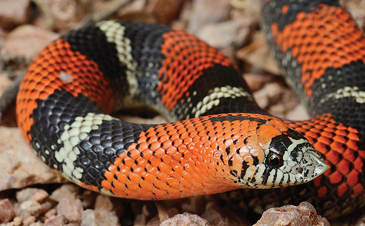 Tricolor hognose snake