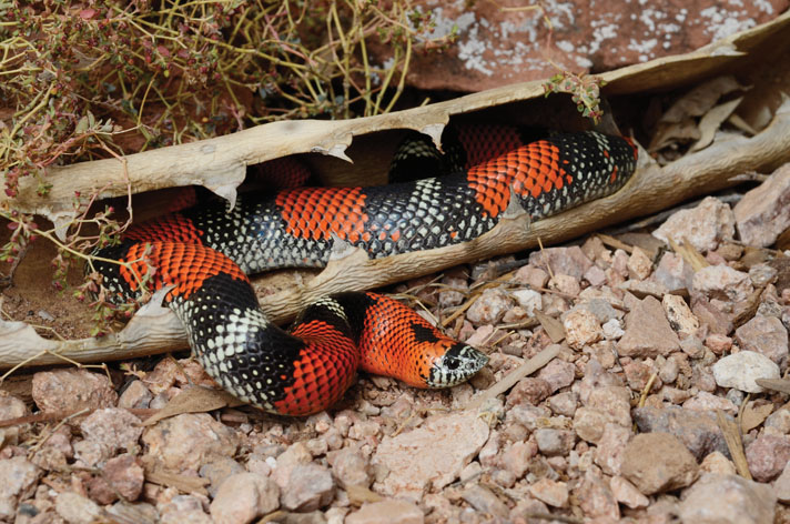 Tricolor hognose snake
