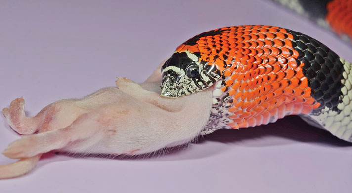 Tricolor Hognose Sticker for Sale by Madison Whitaker