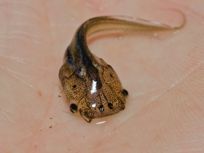Xenopus laevis tadpole