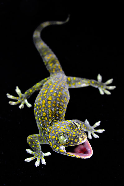 Yellow spot normal Tokay gecko