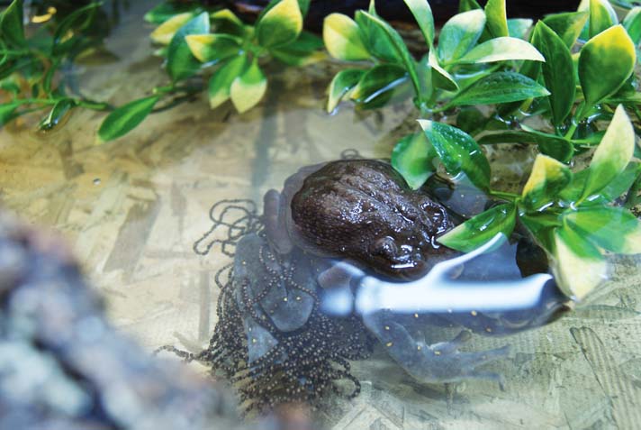 yellow-spotted climbing toad eggs