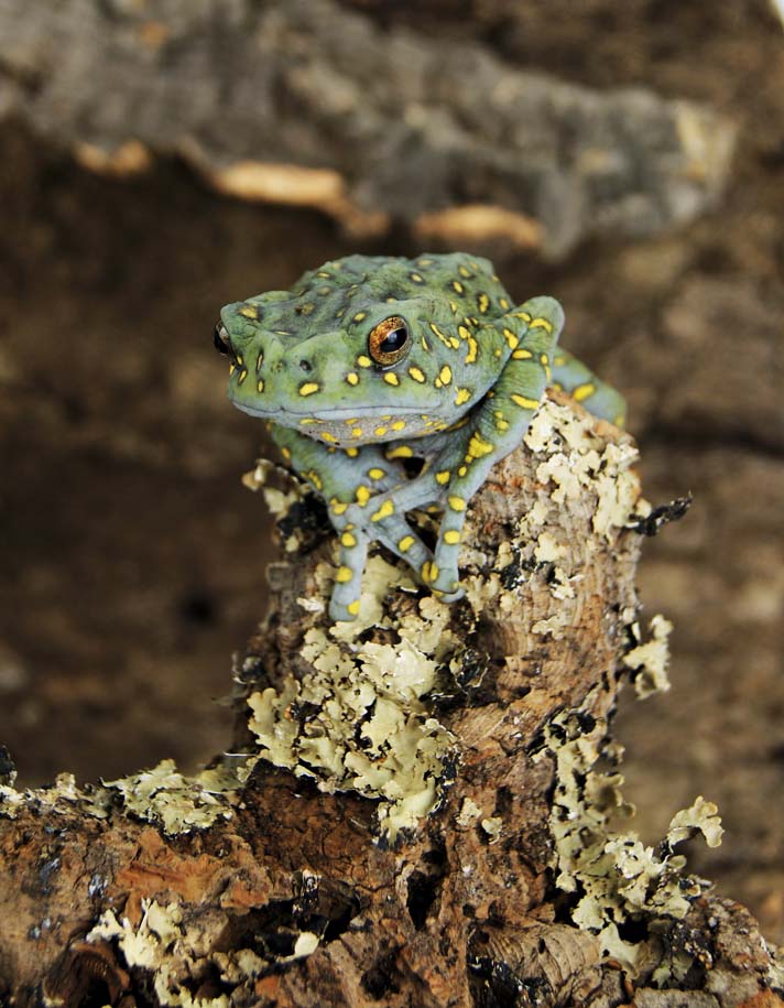 yellow spotted climbing toad female