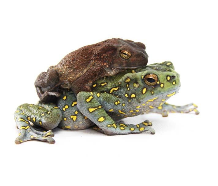 yellow spotted climbing toad amplexus