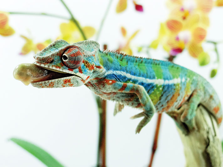 Ambilobe panther chameleon