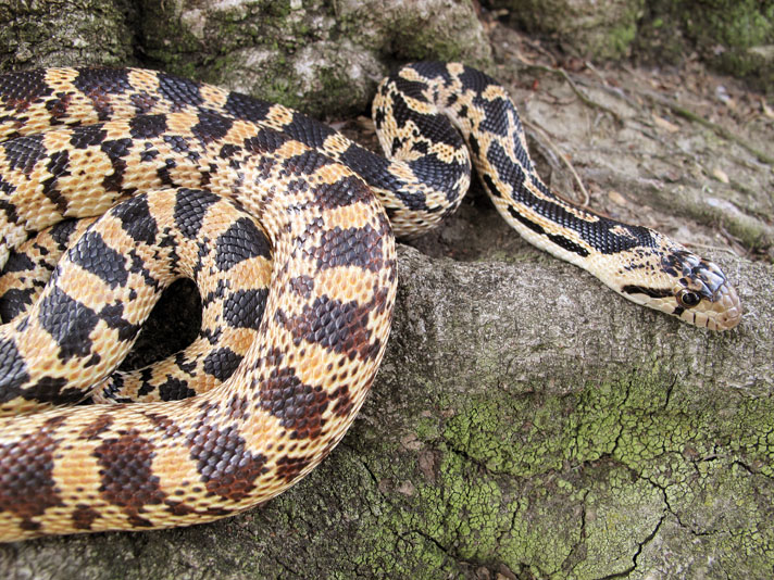 Great basin gopher snake