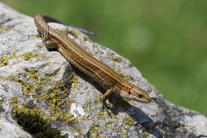 Common lizard