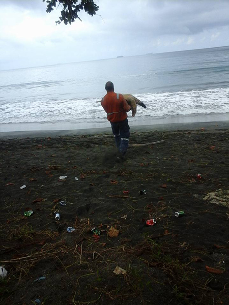 Aaron Culling releases sea turtles