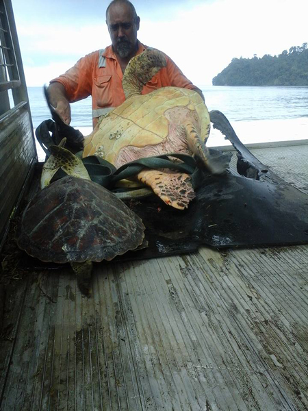 Aaron Culling of New Zealand bought and released these sea turtles
