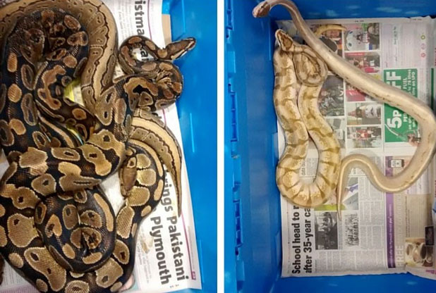 abandoned ball pythons