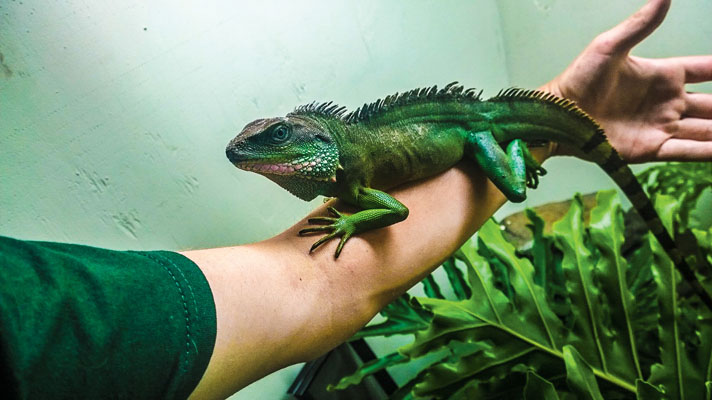 Chinese water dragon adult male