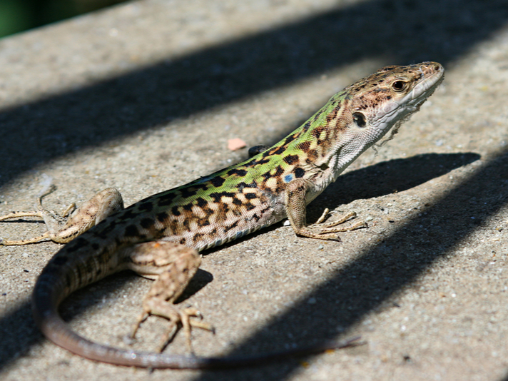 wall lizards