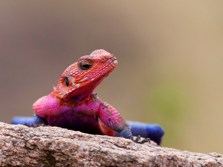 red head agama