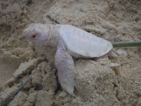 albino green sea turtle