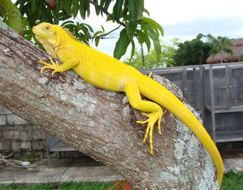 iguana albina