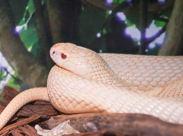 albino monocled cobra