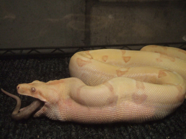 albino boa