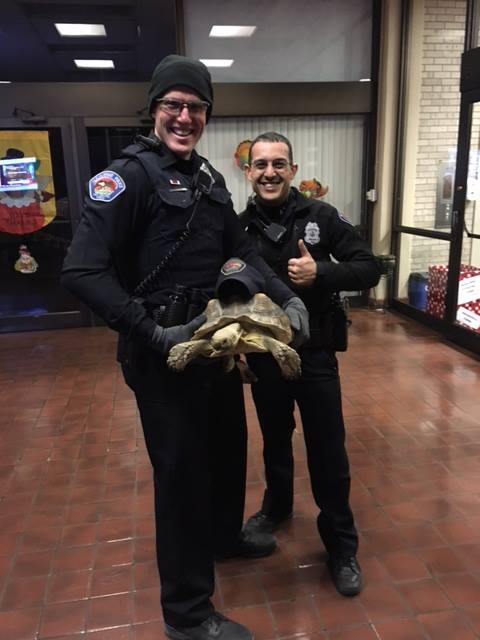 Albuquerque police recover a desert tortoise