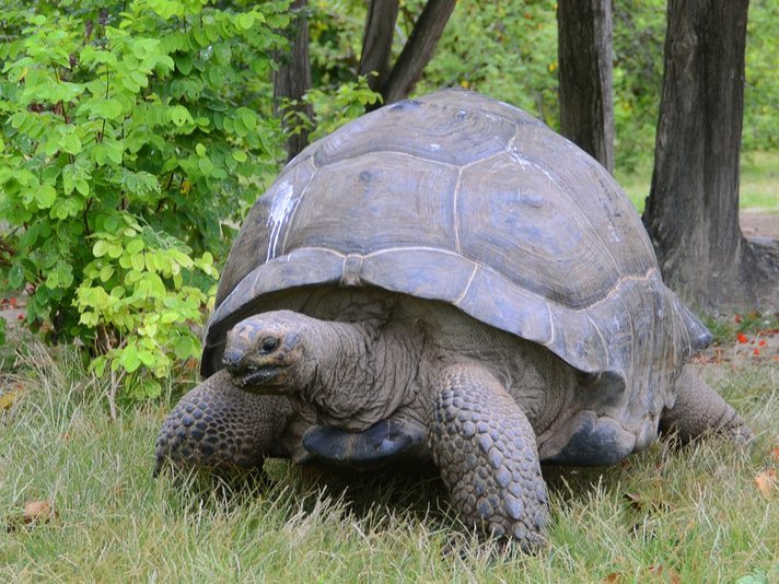 Aldabra giant tortoise