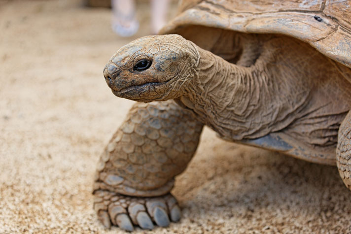 Aldabra tortoise