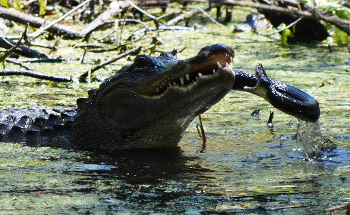 Alligator handles banded water snake