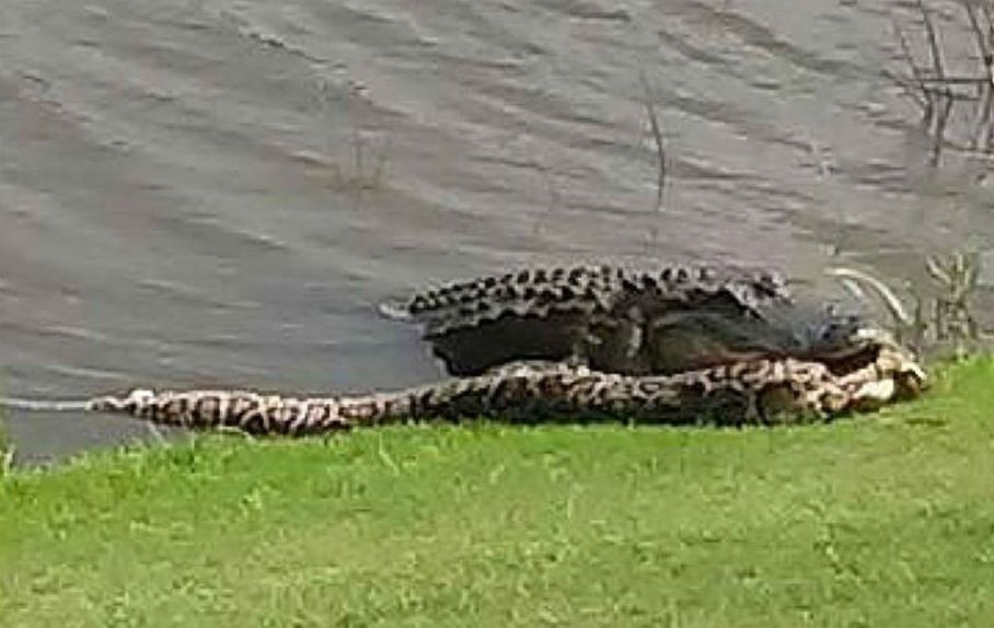 Alligator eats burmese python