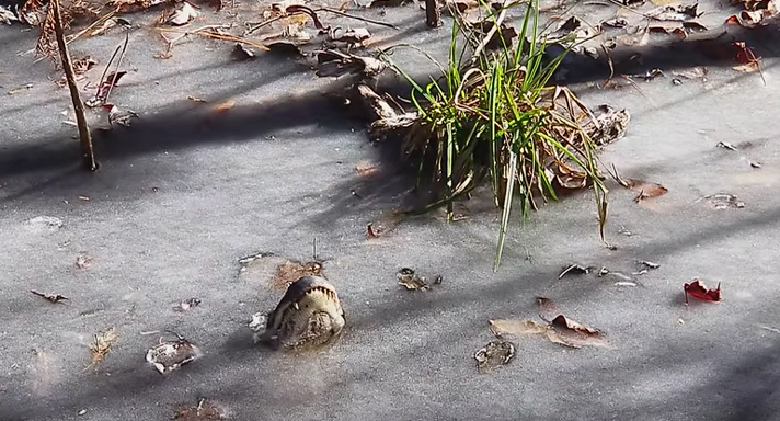 Alligator snout just above frozen swamp