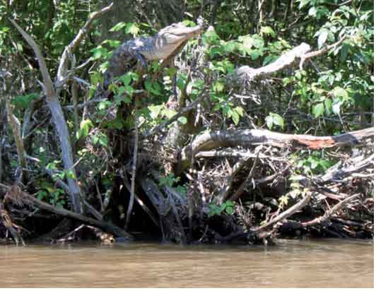 American alligator in a tree