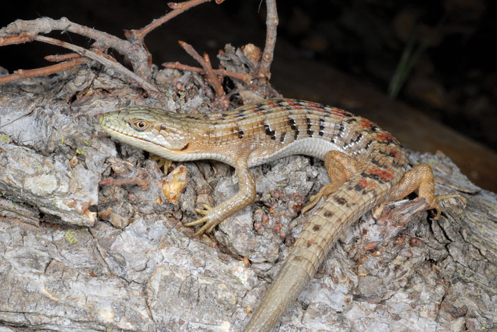 Alligator lizard