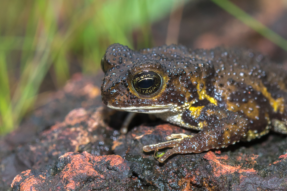 Amboli toad