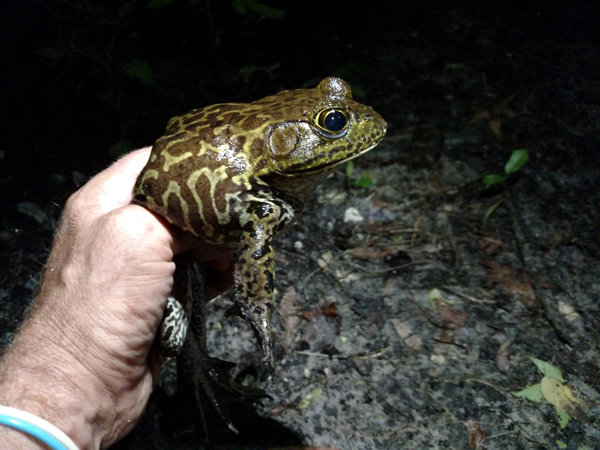 American bullfrog