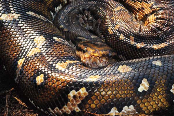 angolan python