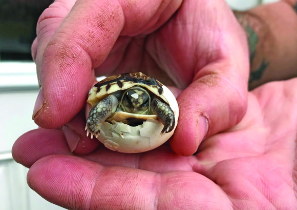 Angulate tortoise hatchling