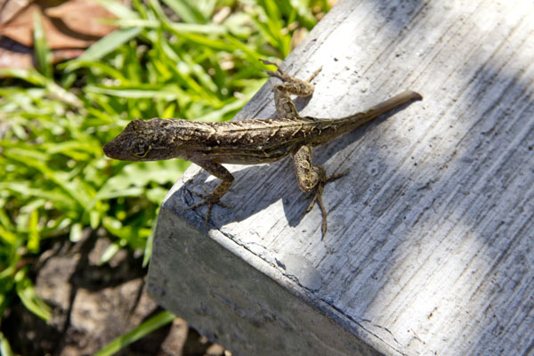 brown anole with missing tail
