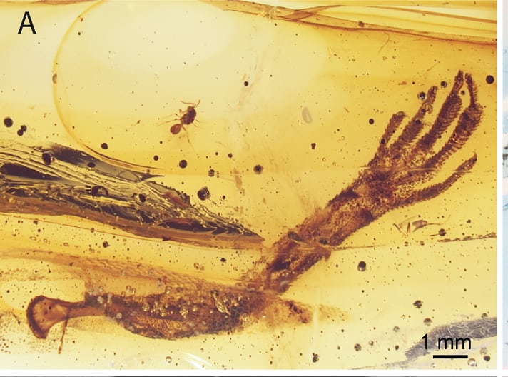 Anolis forefoot in amber
