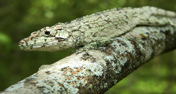 Anolis landestoyi