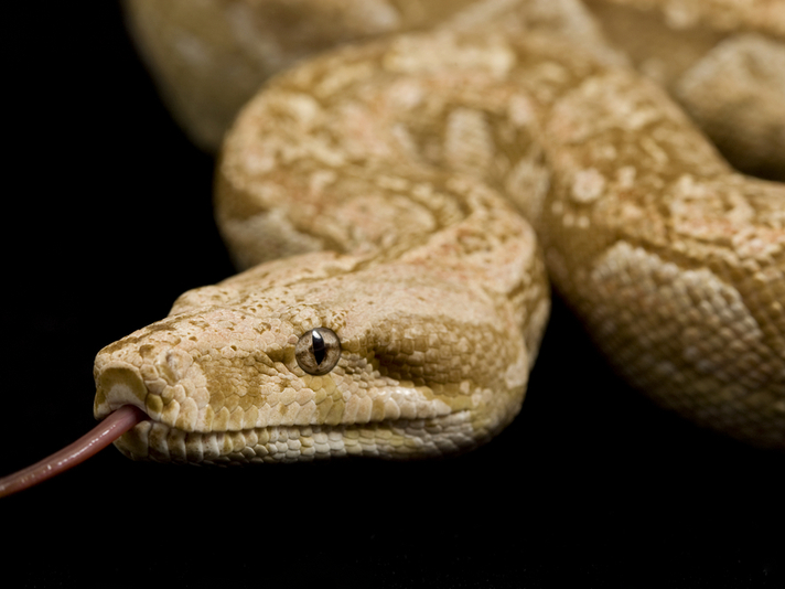 The Argentine Boa Constrictor - Reptiles Magazine