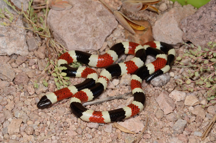 Coral Snake Red On Black Friend Of Jack