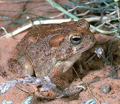 Arizona toad