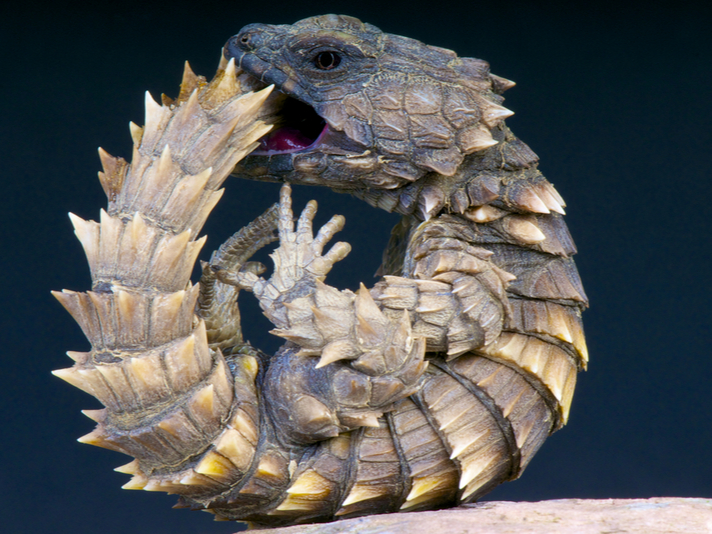 Armadillo girdled lizard