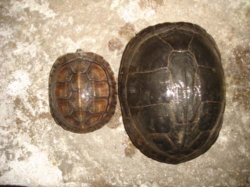 young asian box turtle and adult
